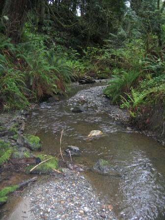 Portion of Upper Maddox Creek in Bonnie Rae Park